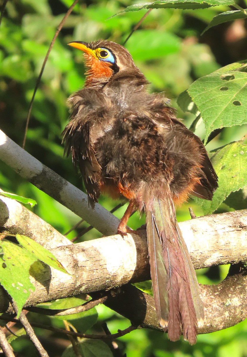 Lesser Ground-Cuckoo - Alfonso Auerbach