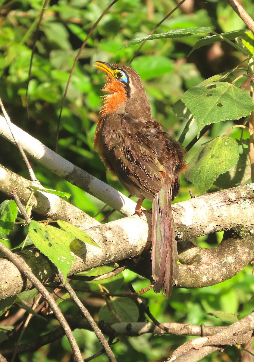 Lesser Ground-Cuckoo - ML622212201