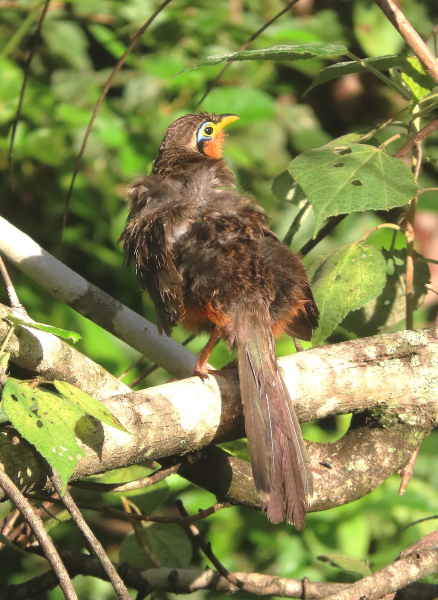 Lesser Ground-Cuckoo - ML622212202