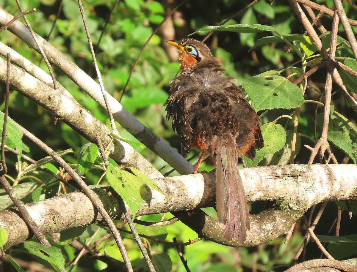 Lesser Ground-Cuckoo - ML622212203