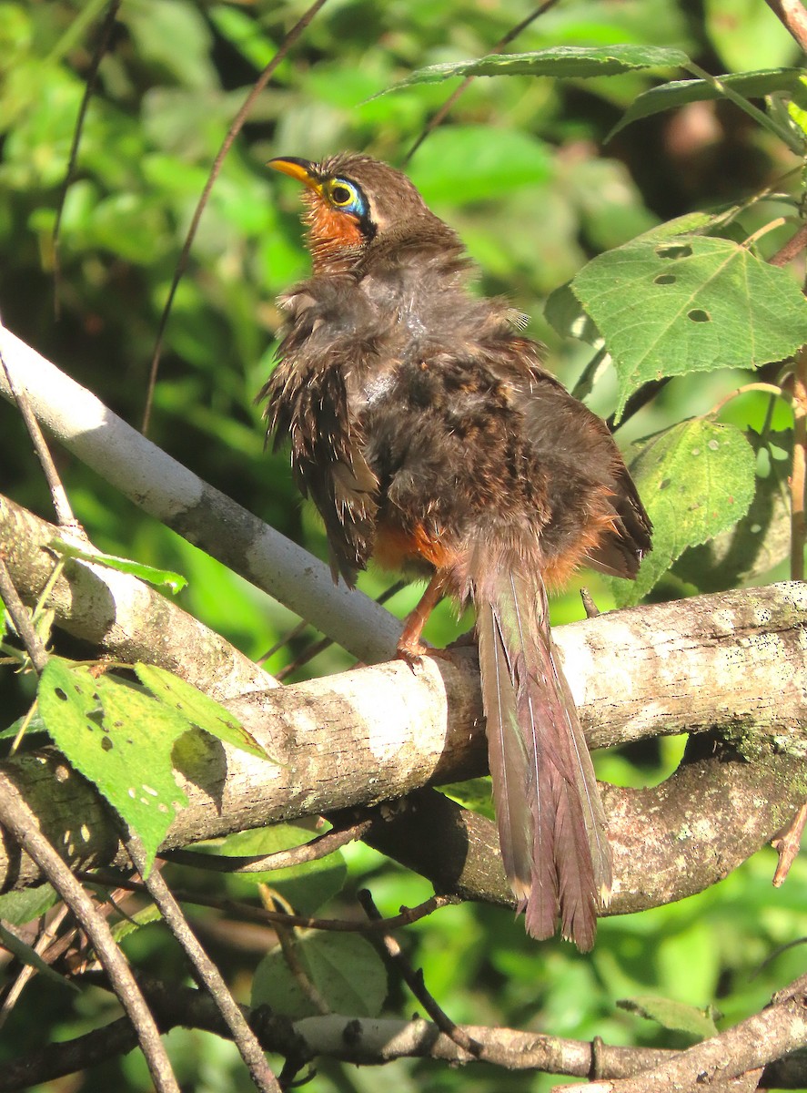 Lesser Ground-Cuckoo - ML622212204