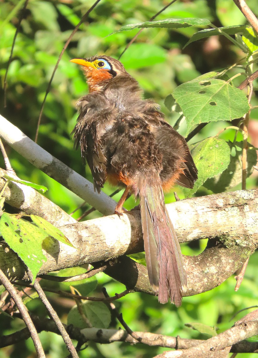 Lesser Ground-Cuckoo - Alfonso Auerbach