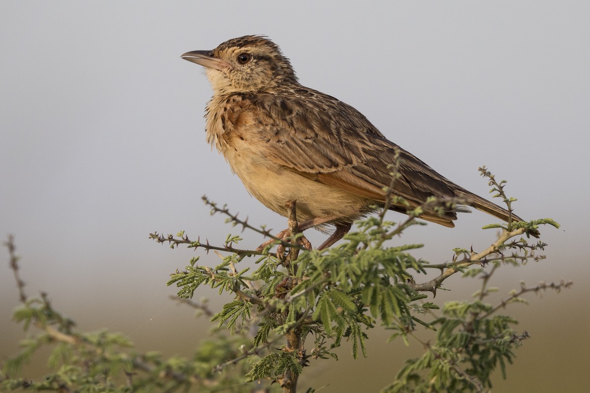 Red-winged Lark - ML622212215