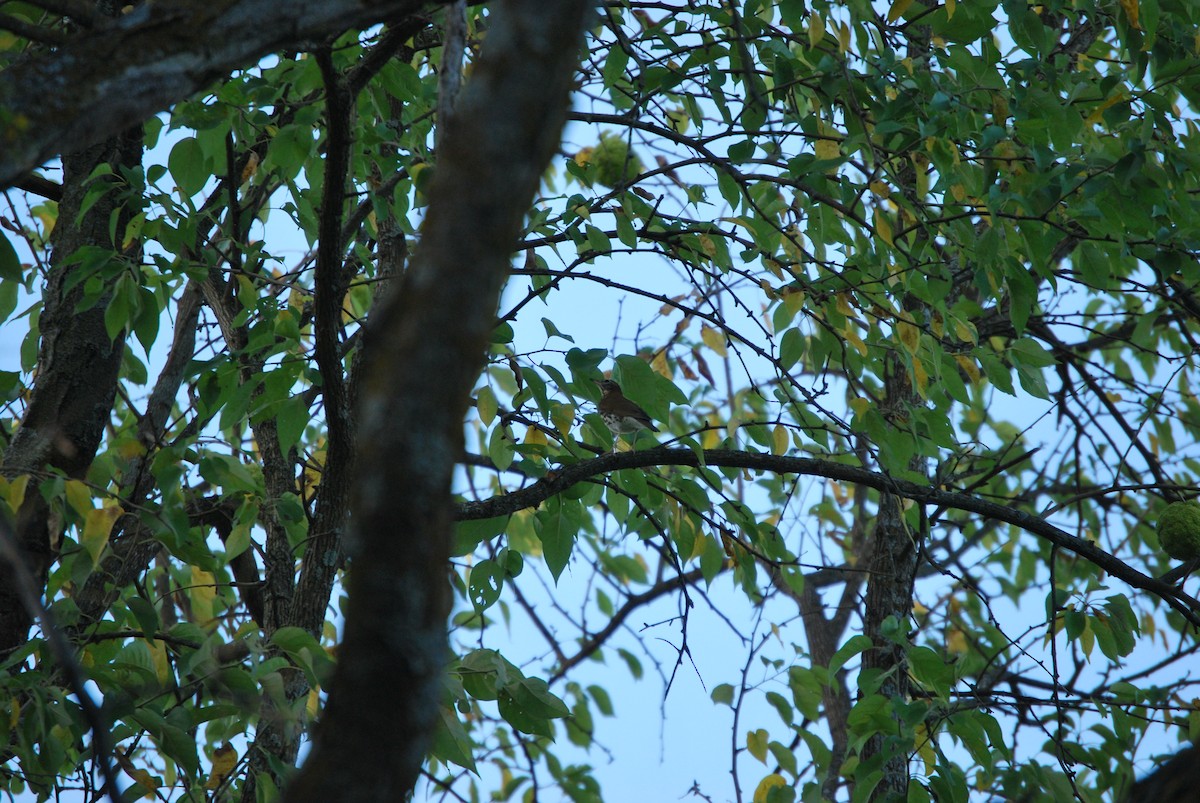 Wood Thrush - ML622212418