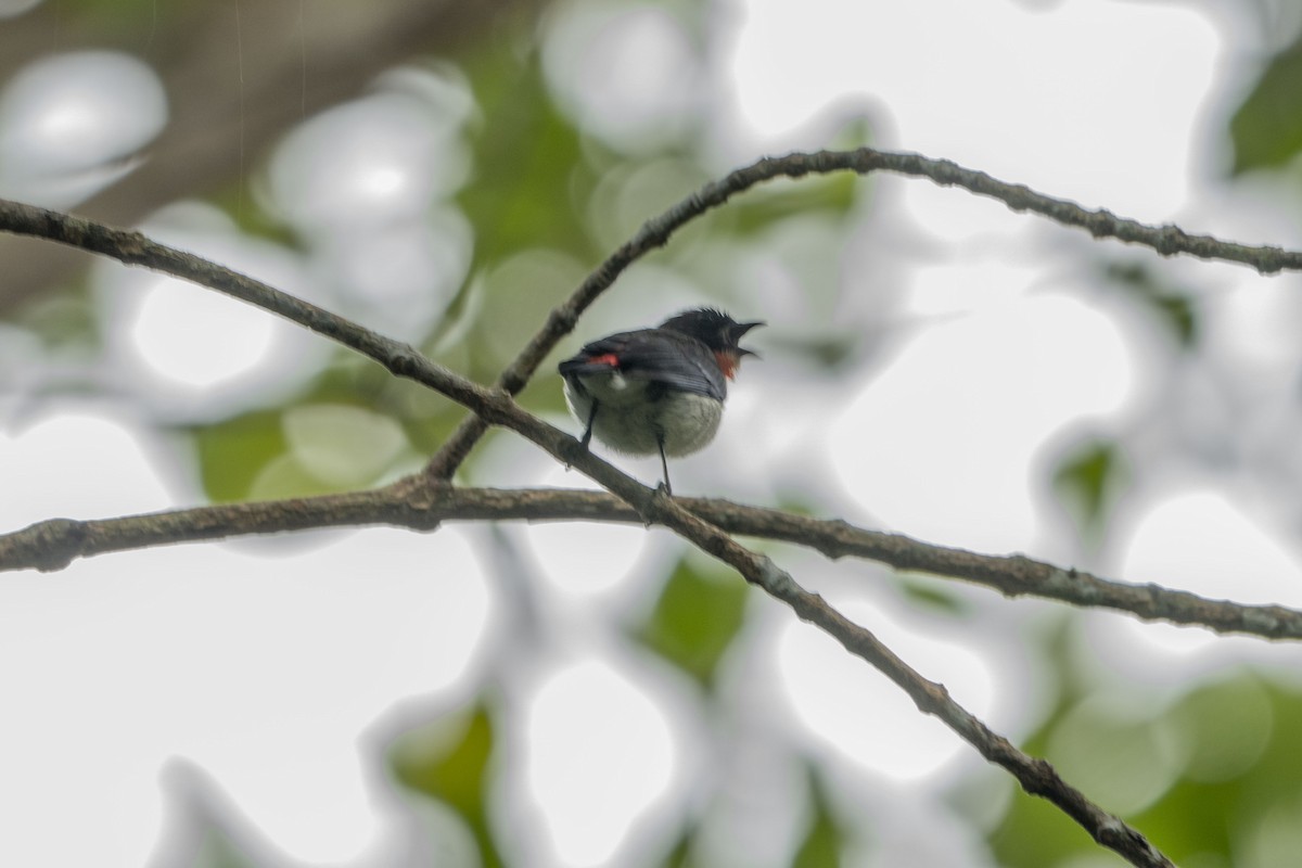 Red-chested Flowerpecker - ML622212441