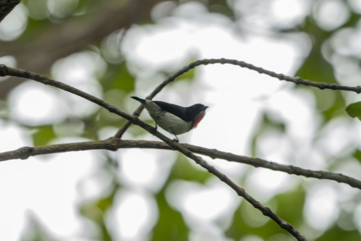 Red-chested Flowerpecker - ML622212442