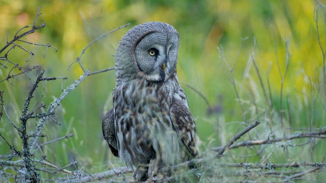 Great Gray Owl - ML622212449