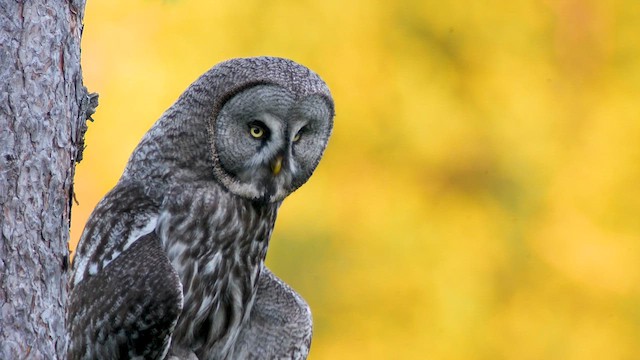 Great Gray Owl - ML622212525