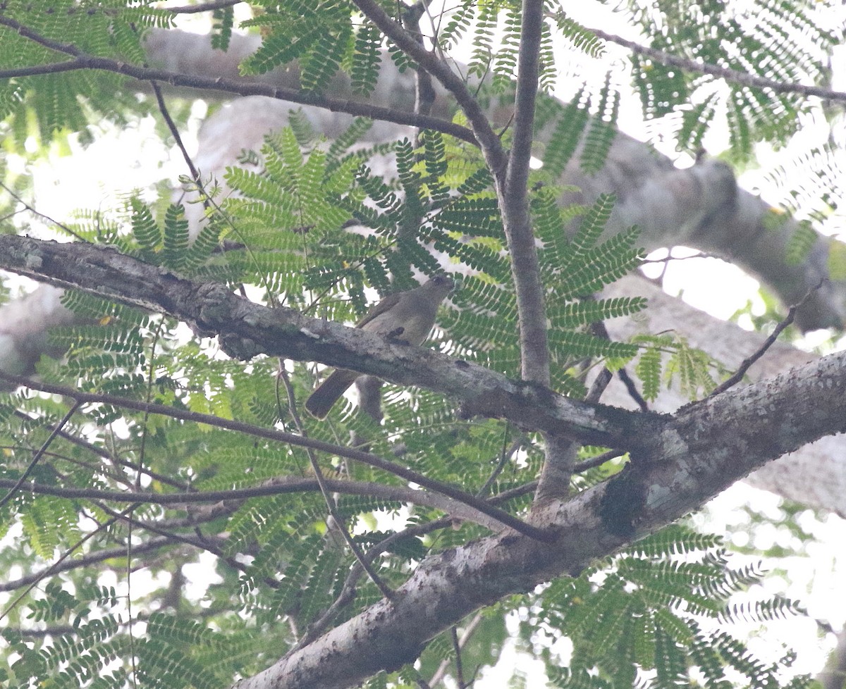 Ashy-fronted Bulbul - ML622212545