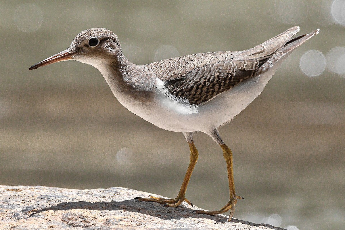 Spotted Sandpiper - ML622212587