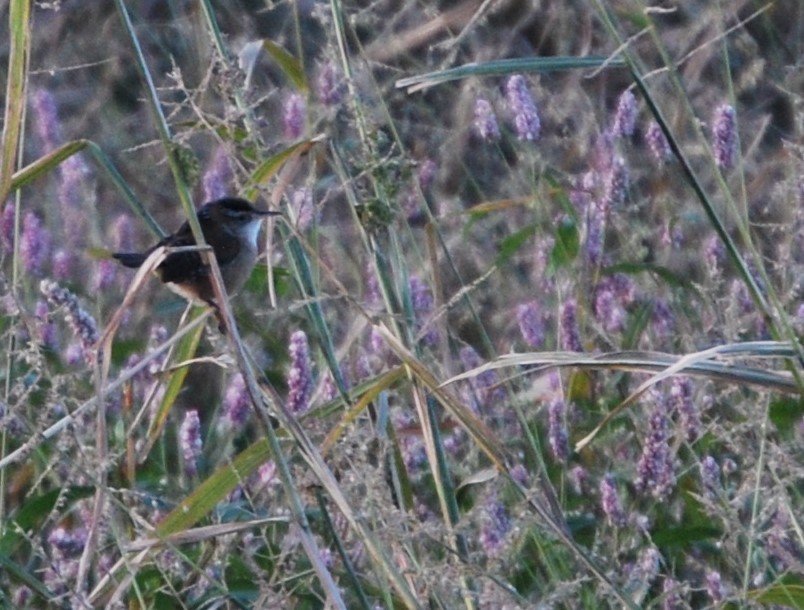 Marsh Wren - ML622212592