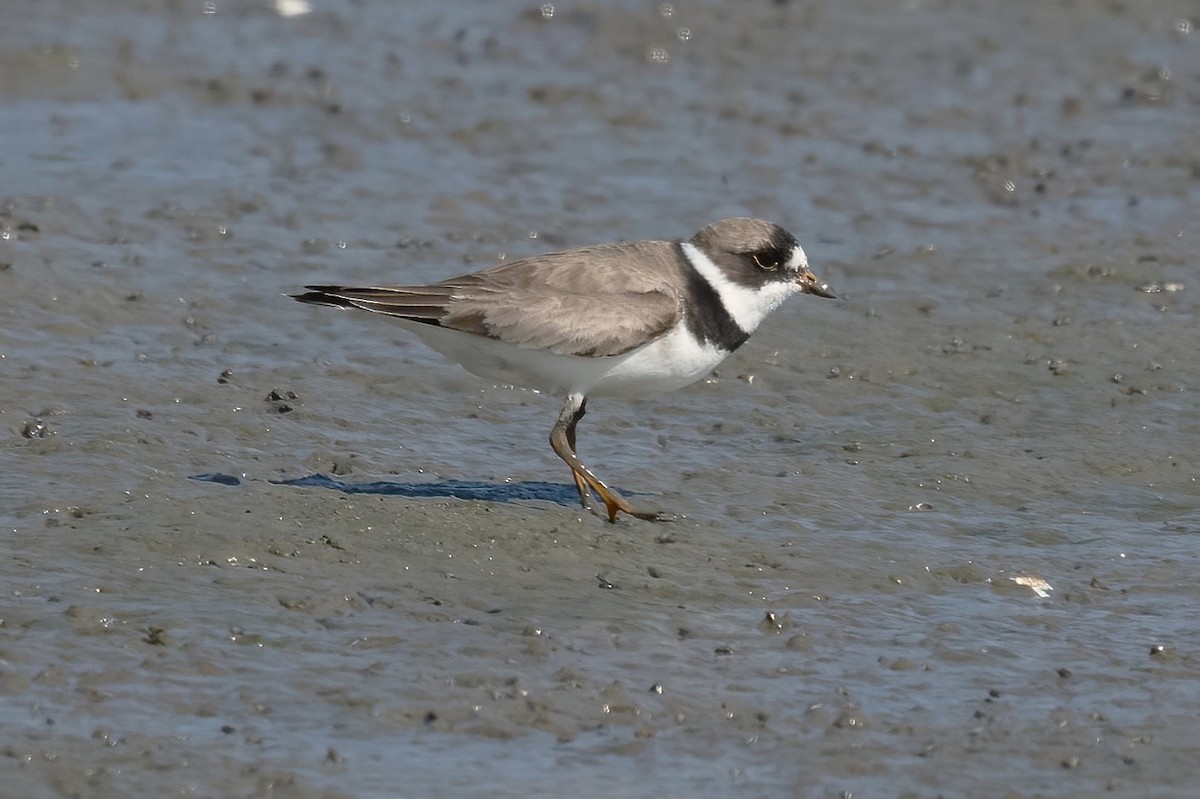 Semipalmated Plover - ML622212593