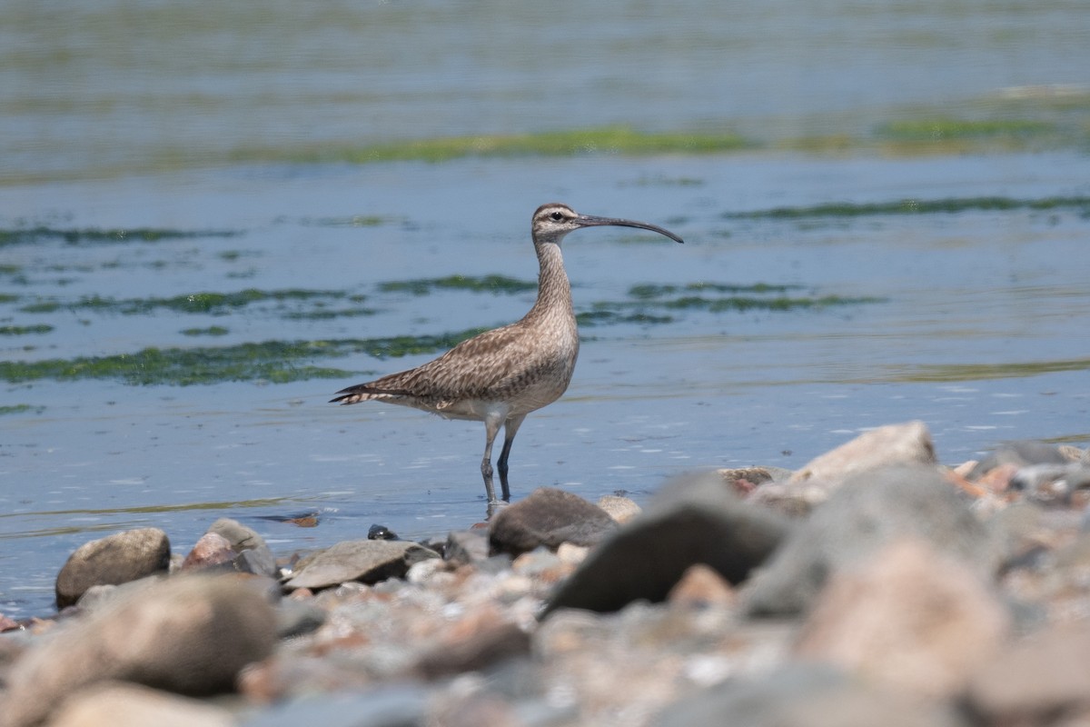 Hudsonian Whimbrel - ML622212601