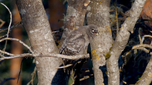 Great Gray Owl - ML622212622