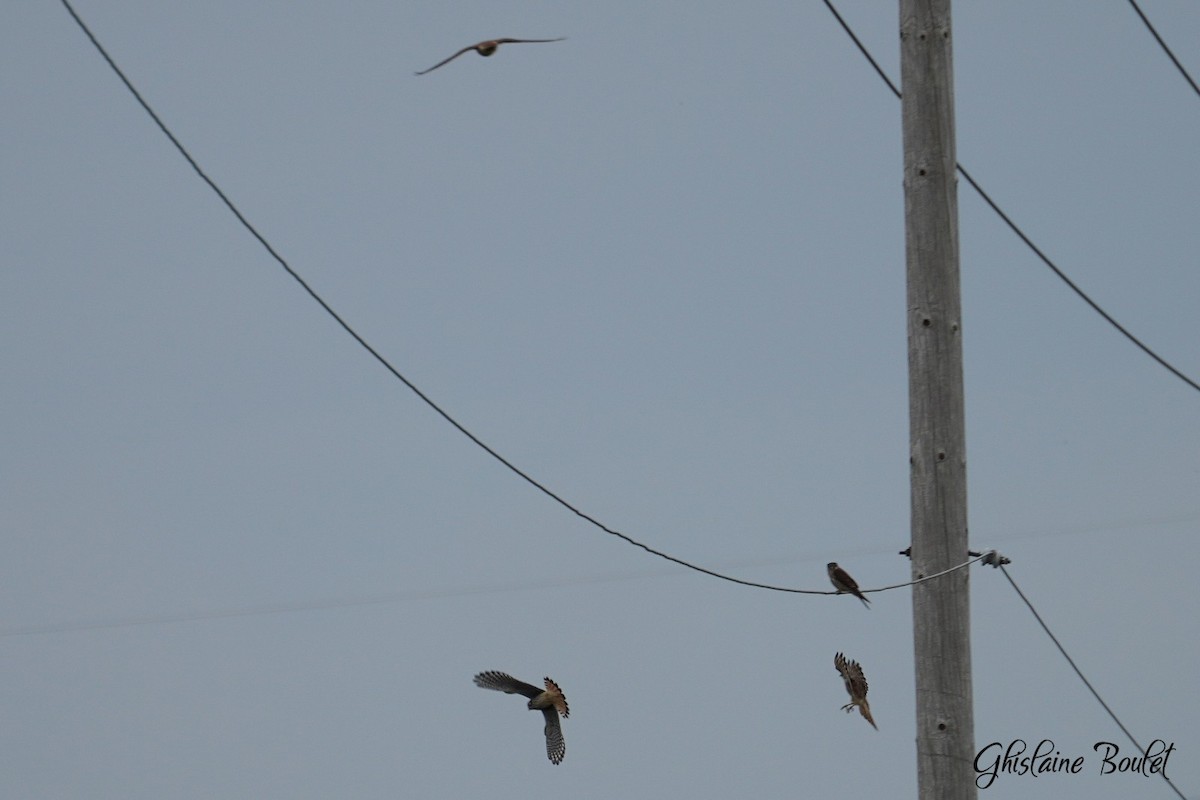 American Kestrel - ML622212625