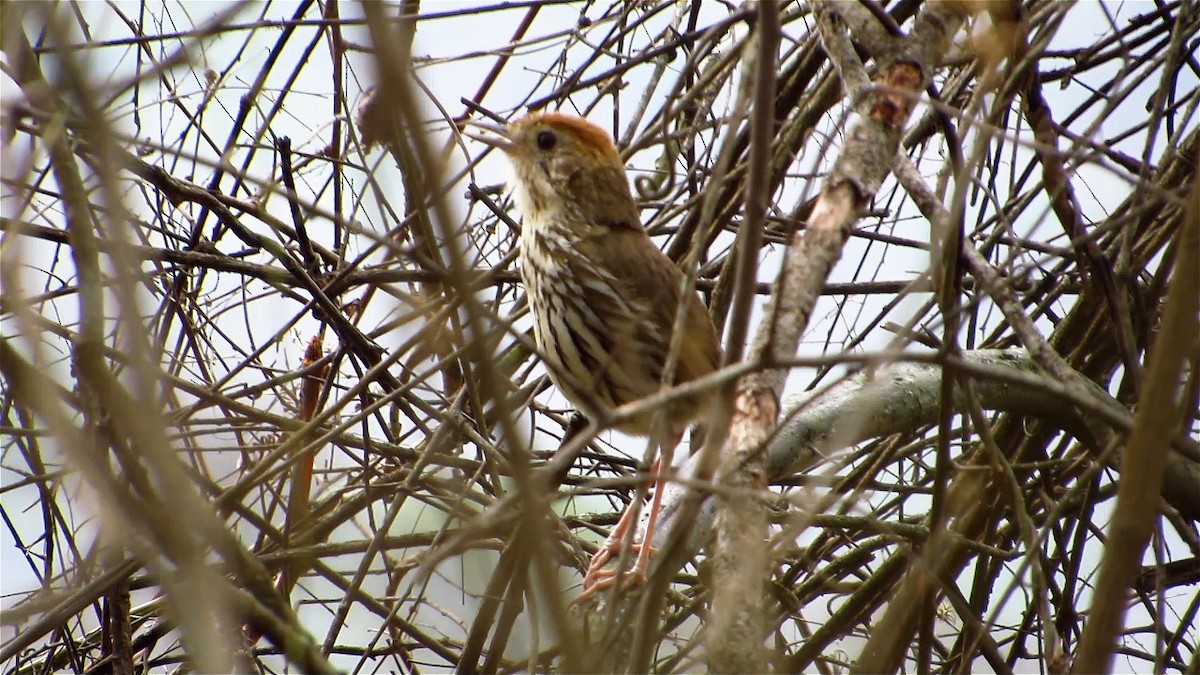 Watkins's Antpitta - ML622212628