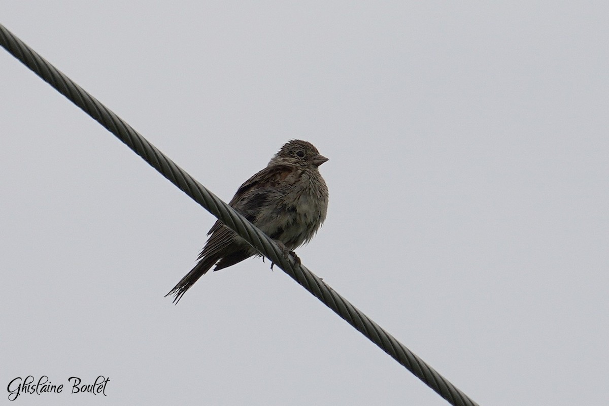 Vesper Sparrow - ML622212629