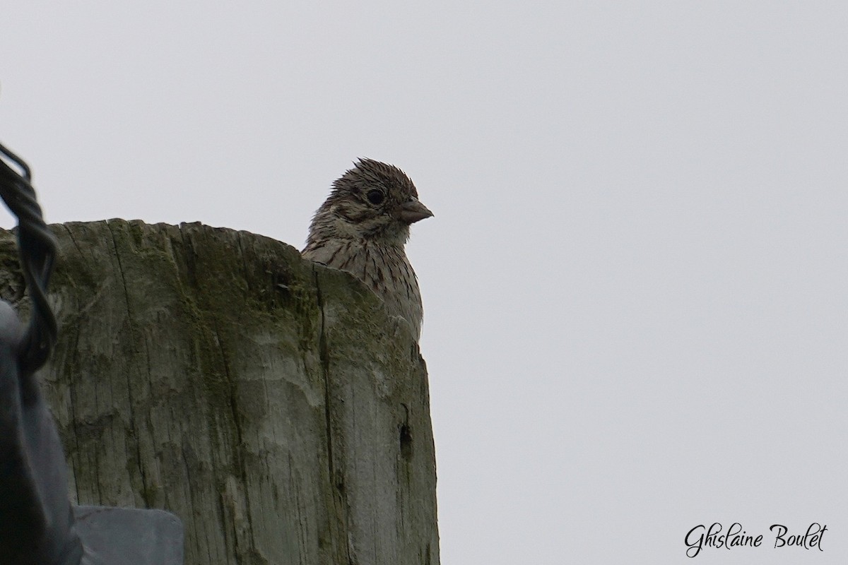 Vesper Sparrow - ML622212630