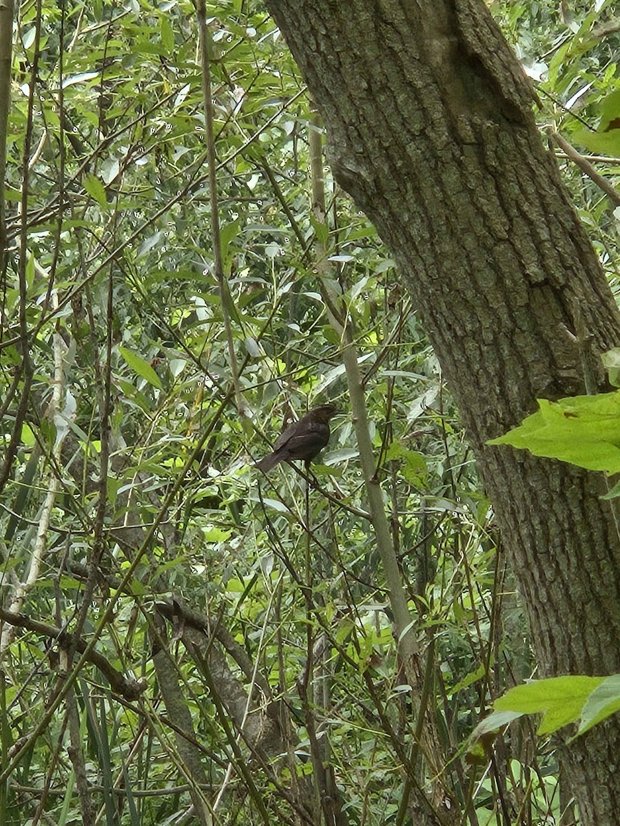 Red-winged Blackbird - ML622212644