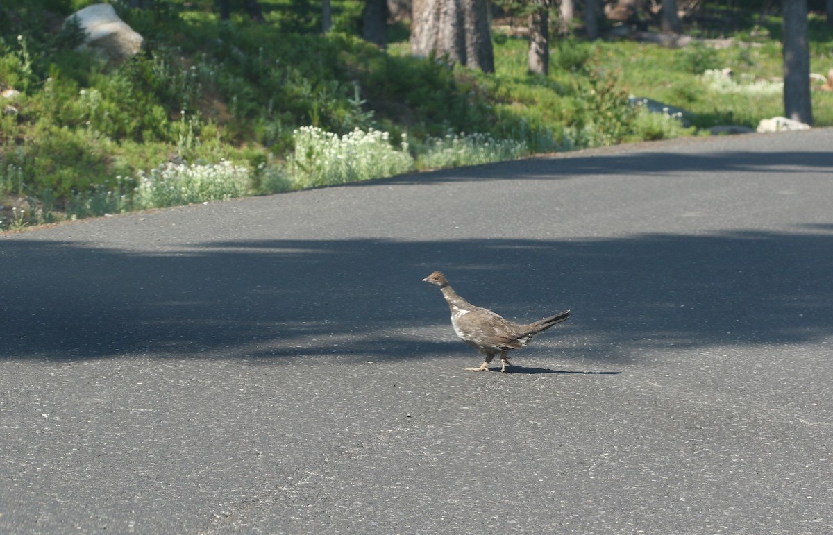 Dusky Grouse - ML622212651