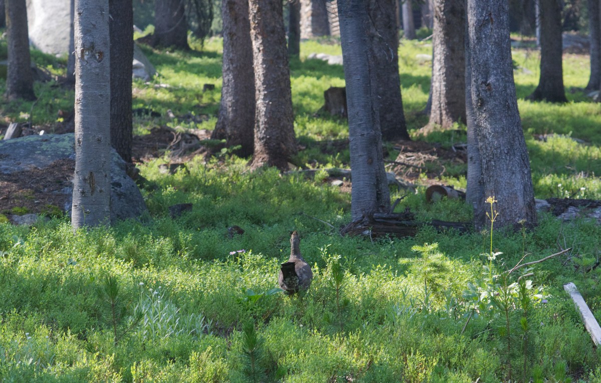 Dusky Grouse - ML622212652