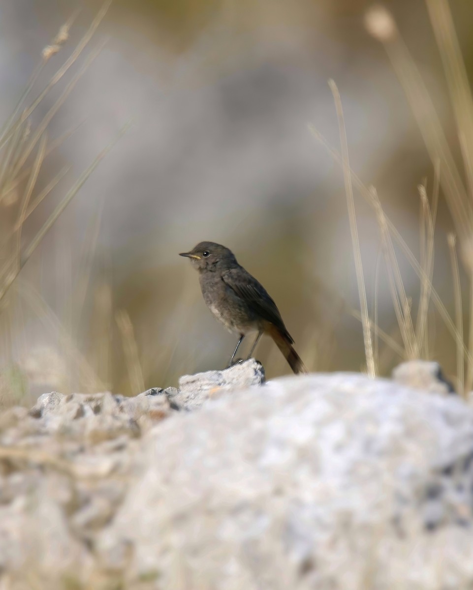 Black Redstart - ML622212653