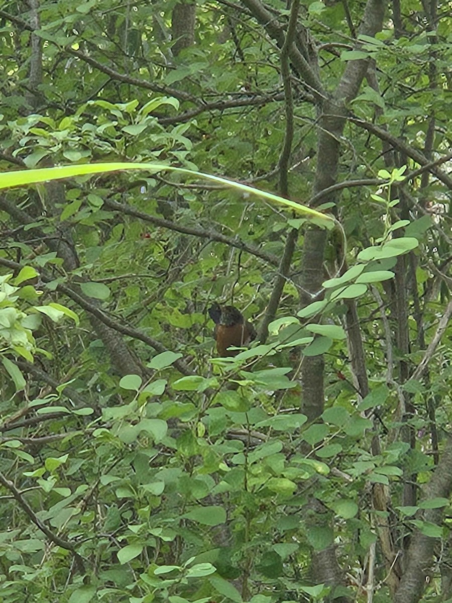 American Robin - ML622212667