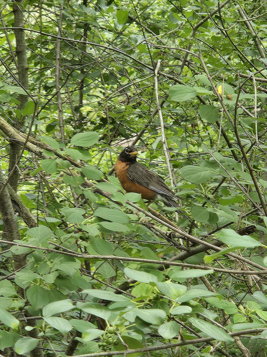 American Robin - ML622212668