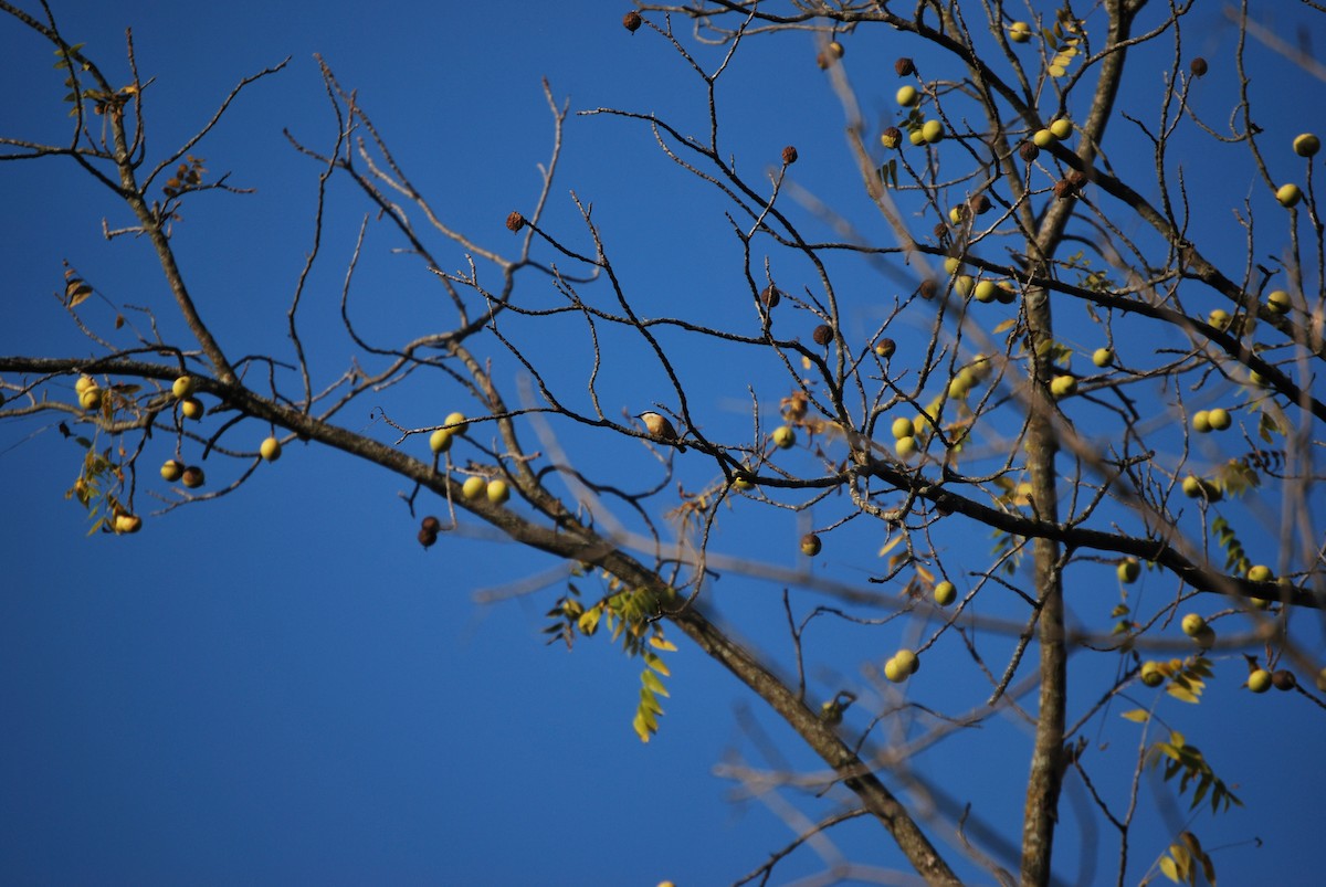 Red-breasted Nuthatch - ML622212676