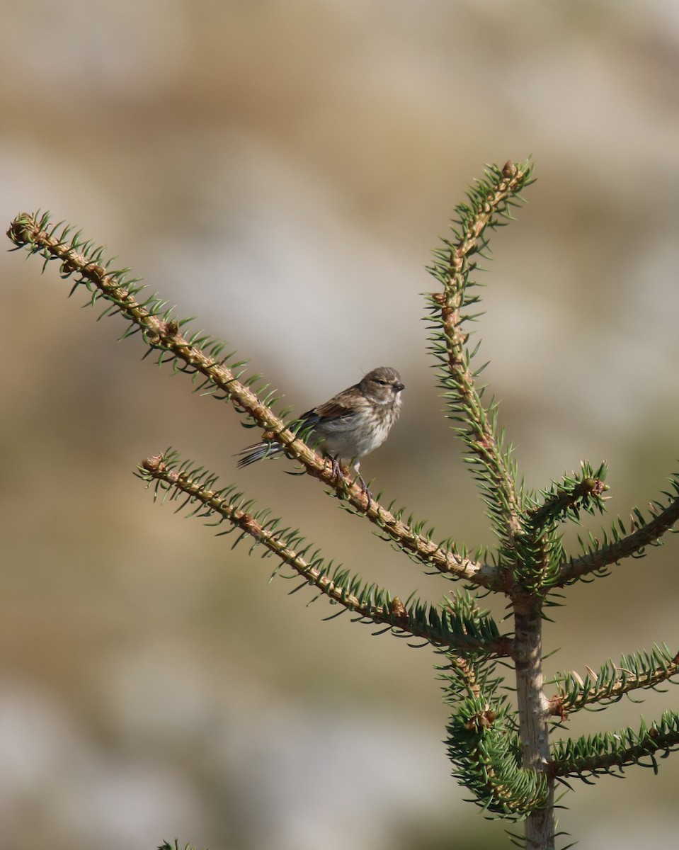 Eurasian Linnet - ML622212678