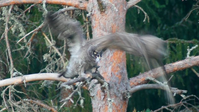 Great Gray Owl - ML622212720