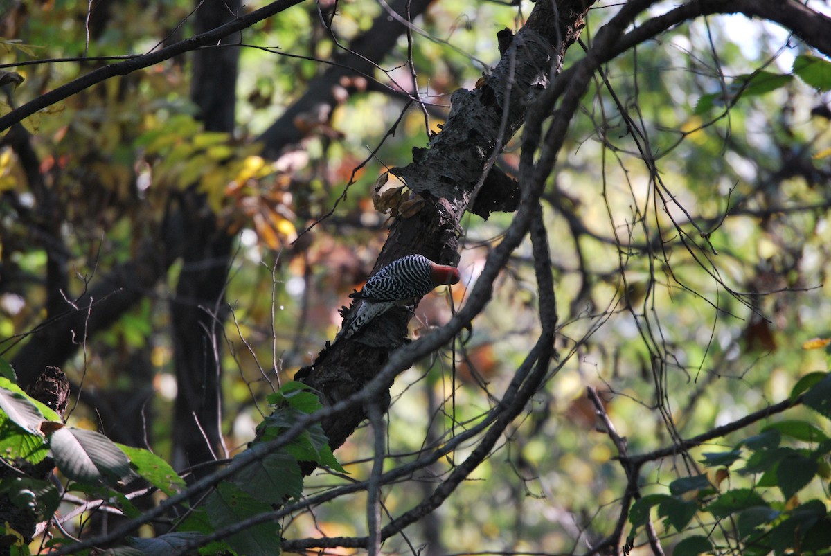 Red-bellied Woodpecker - ML622212723