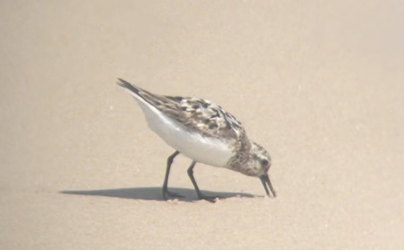 Bécasseau sanderling - ML622212735