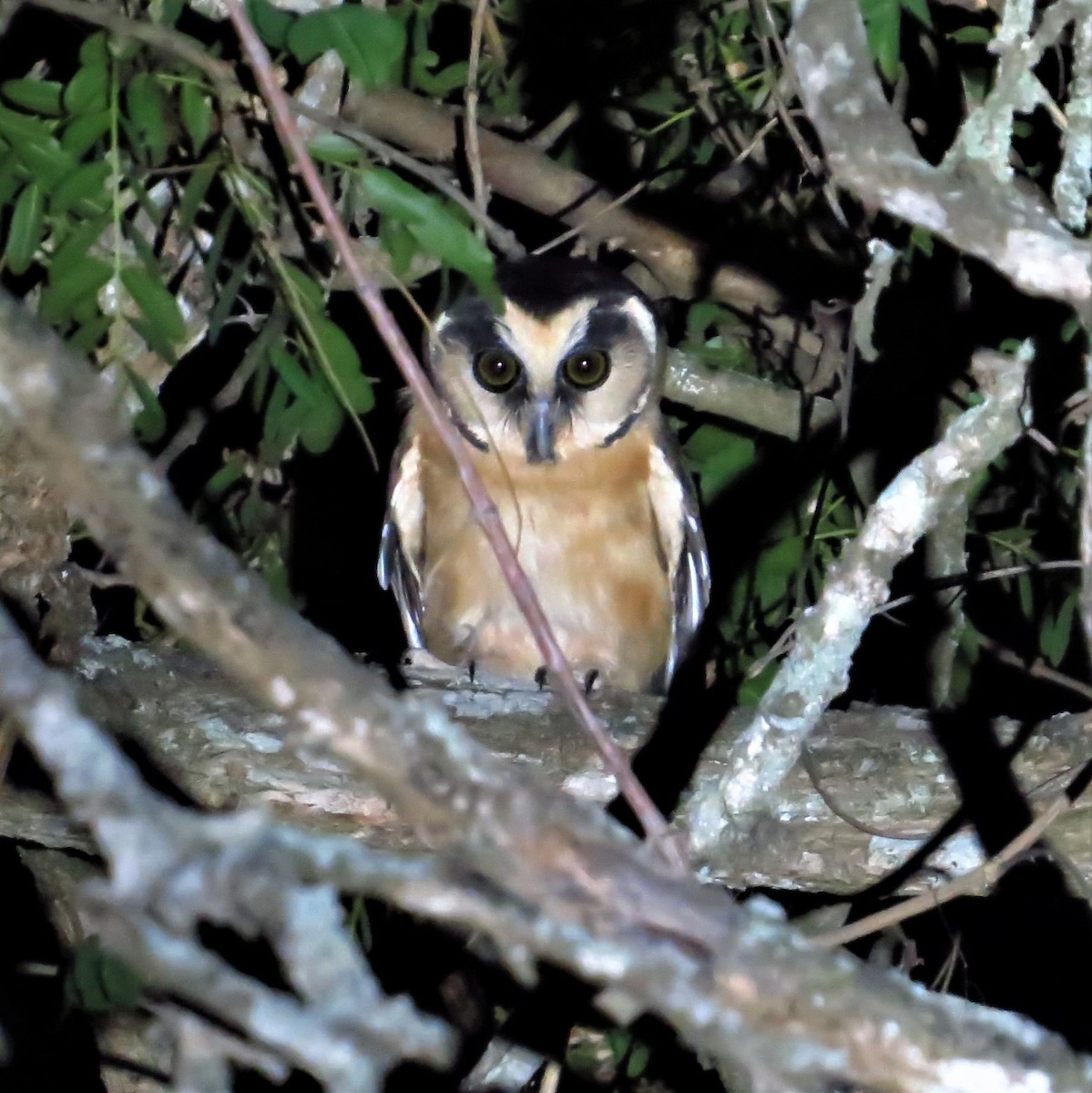 Buff-fronted Owl - ML622212810