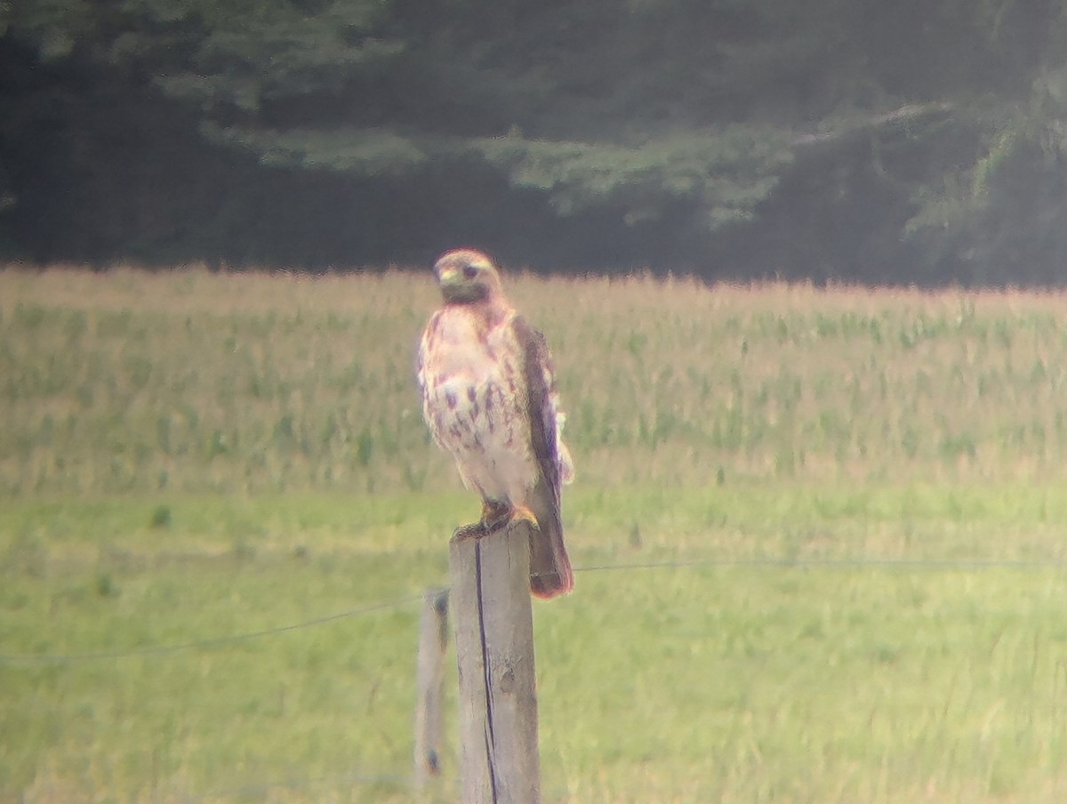 Red-tailed Hawk (borealis) - ML622212857