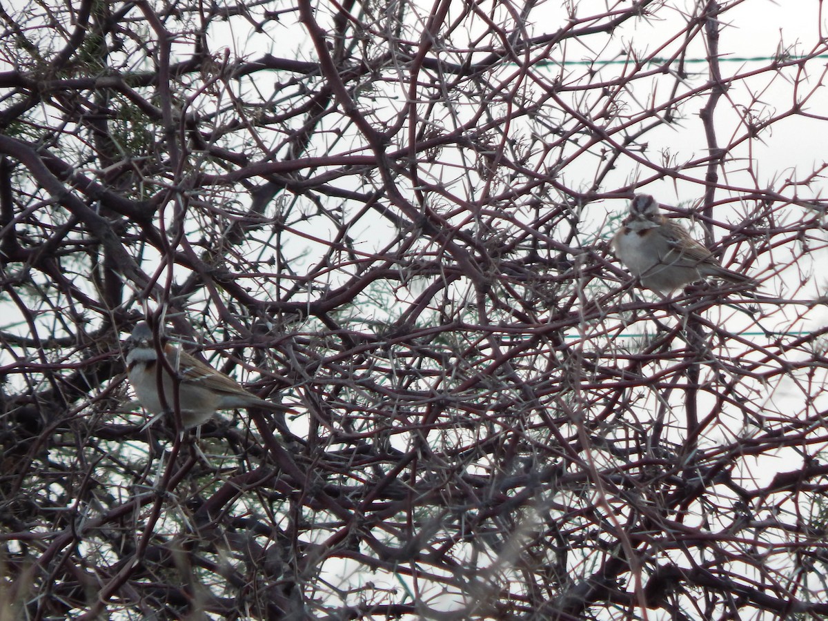 Rufous-collared Sparrow (Patagonian) - ML622212926