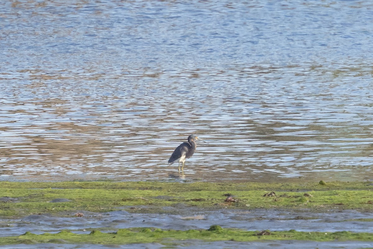 Tricolored Heron - ML622212951