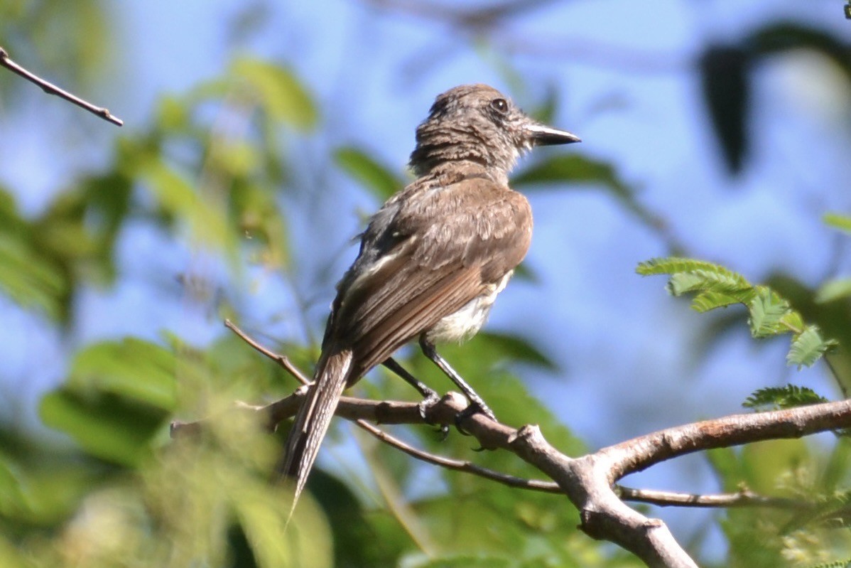 Tyran du Yucatan - ML622213130