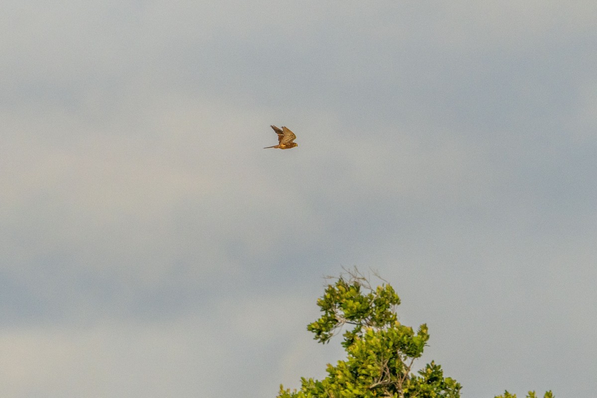 Spotted Kestrel - ML622213132