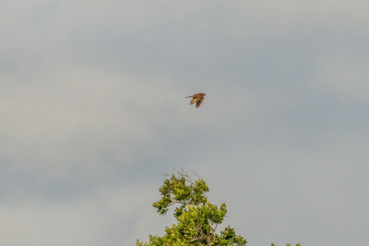 Spotted Kestrel - Jafet Potenzo Lopes