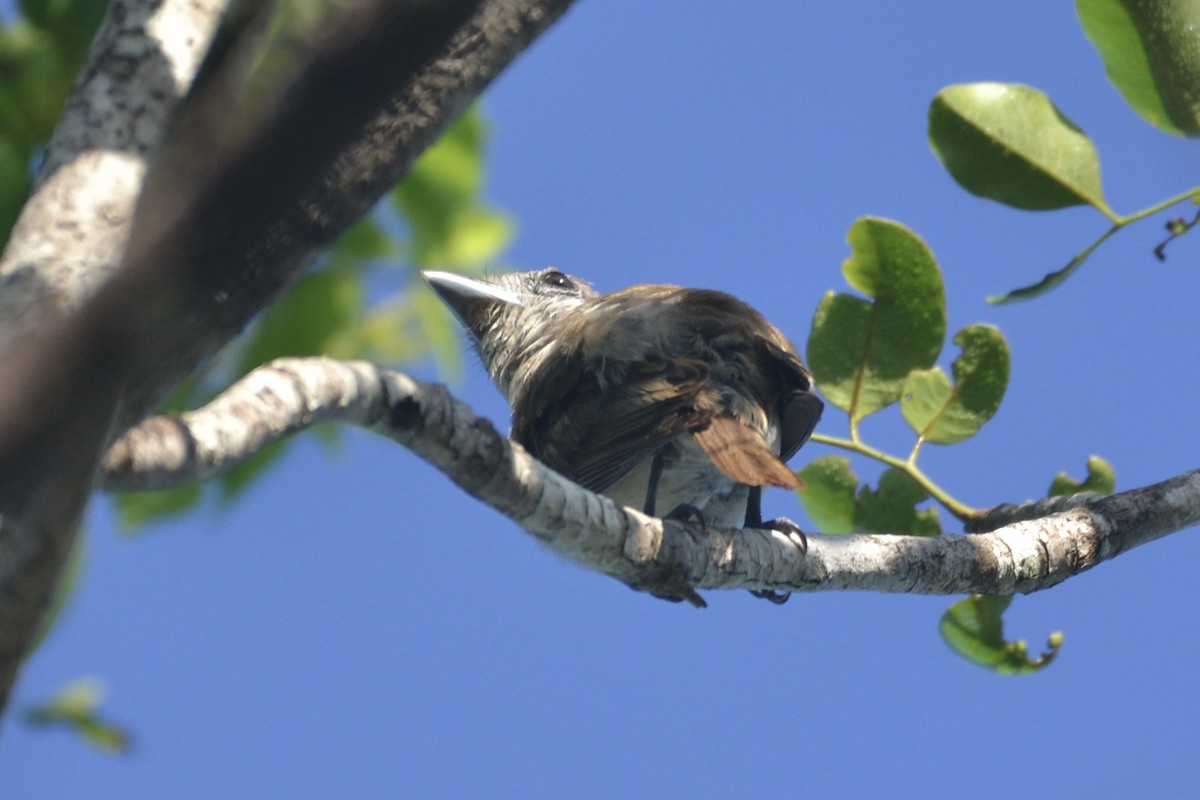 Rose-throated Becard - David Baake