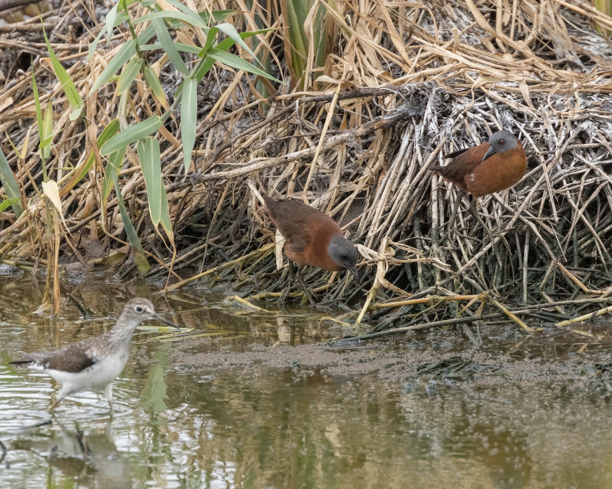 Ruddy Crake - ML622213165