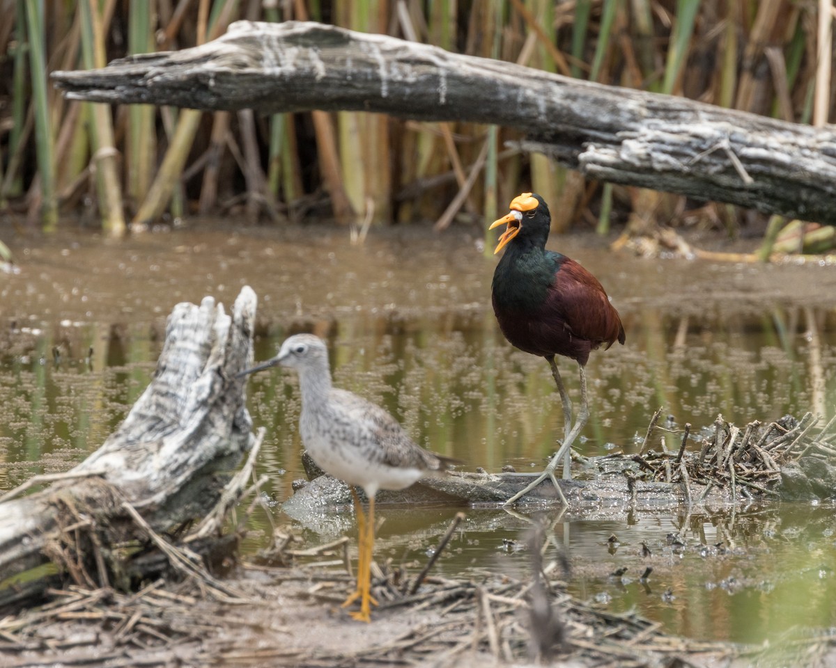 Jacana du Mexique - ML622213172