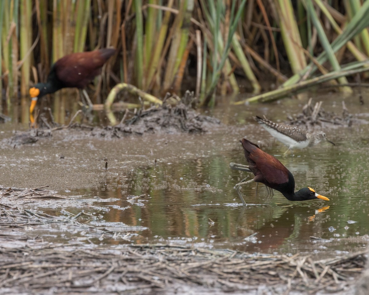 Jacana du Mexique - ML622213173