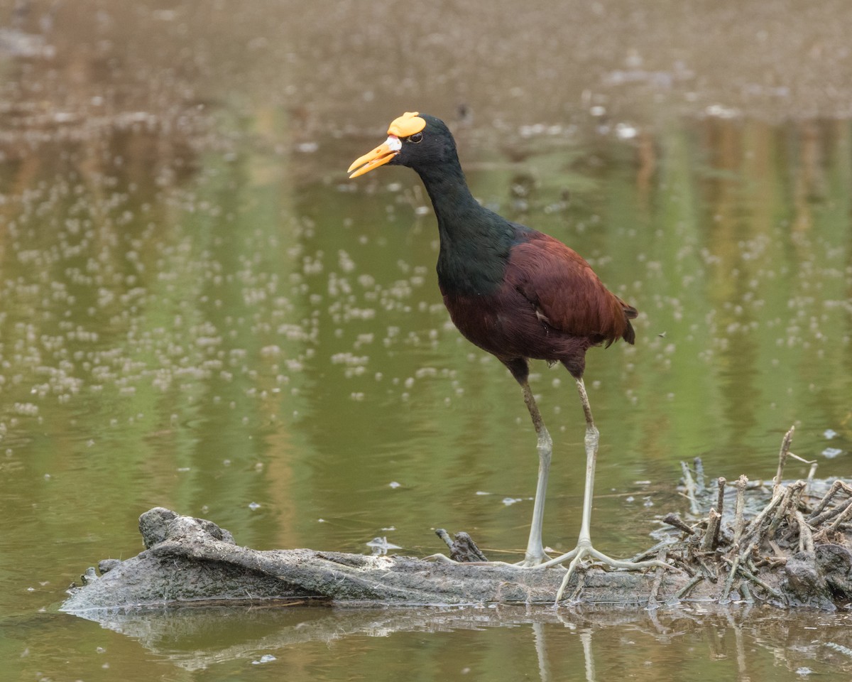 Jacana du Mexique - ML622213174