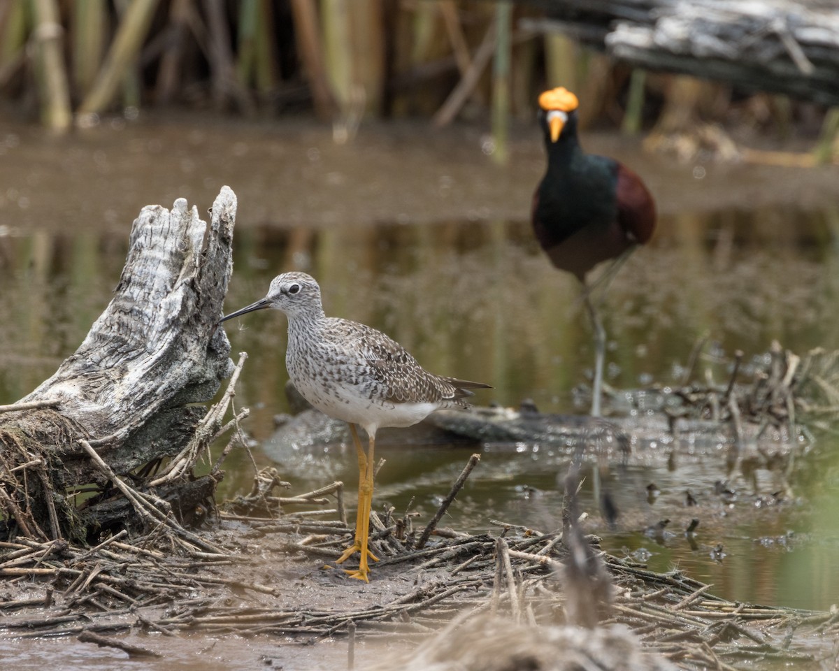 Lesser Yellowlegs - ML622213183