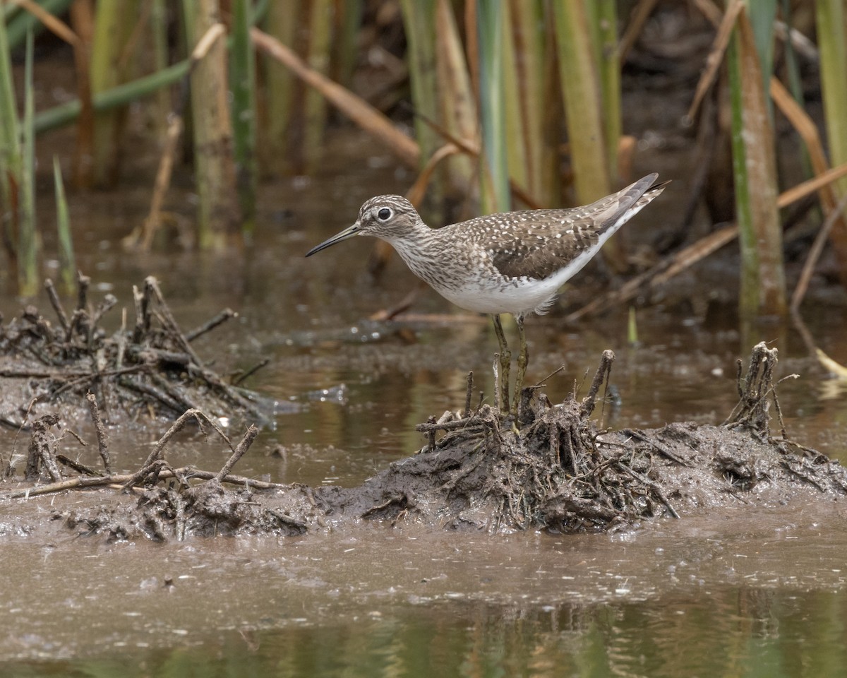 Solitary Sandpiper - ML622213191