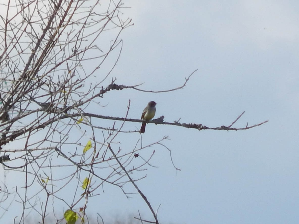 Southern Scrub-Flycatcher - ML622213193