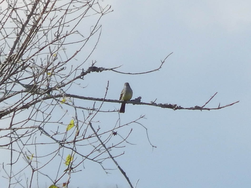 Southern Scrub-Flycatcher - ML622213194