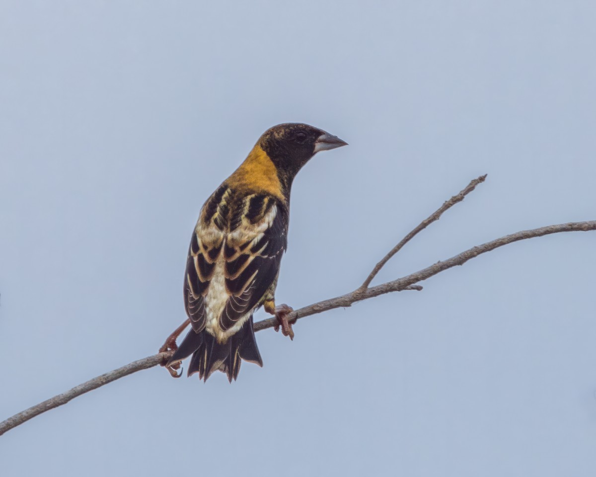 bobolink americký - ML622213204